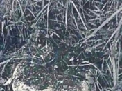 湖北赤壁洋泉畈大屋袁庄历史纪实文萃