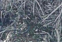 湖北赤壁洋泉畈大屋袁庄历史纪实文萃